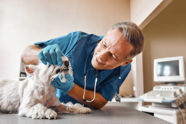 Best Emergency Dentist for Special Needs Patients in Wasilla, AK